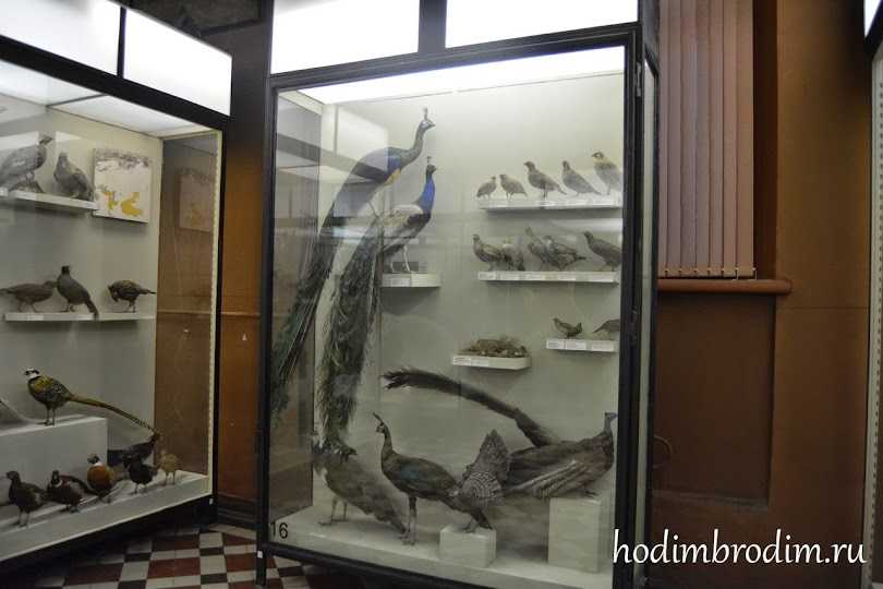 Мгу, зоологический музей: символ, экспозиция, экскурсия, отзывы :: syl.ru