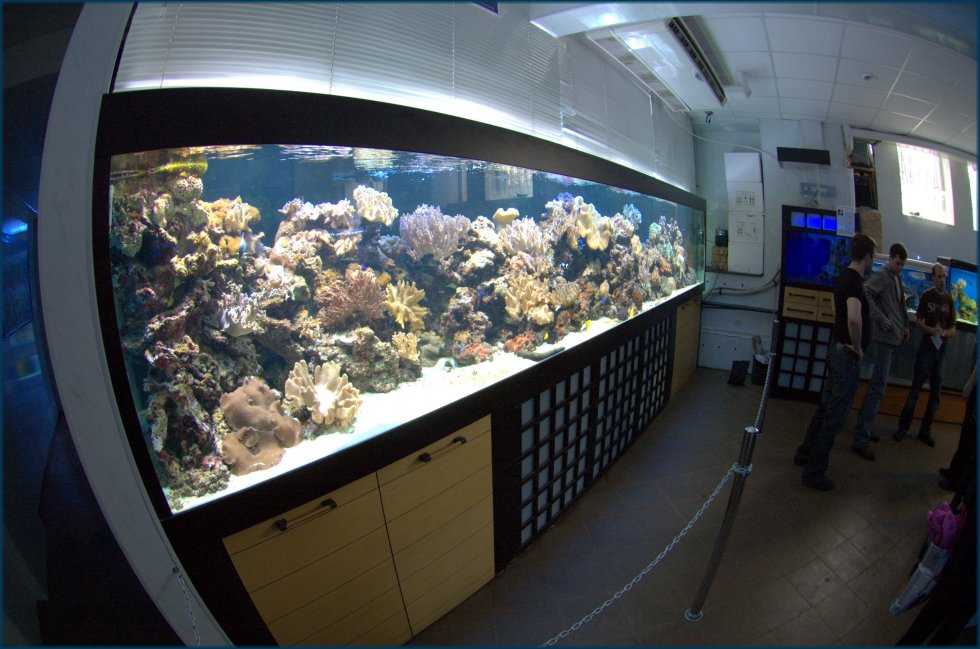 Океанариумы в москве: где находятся самые большие? подробный обзор +фото и видео