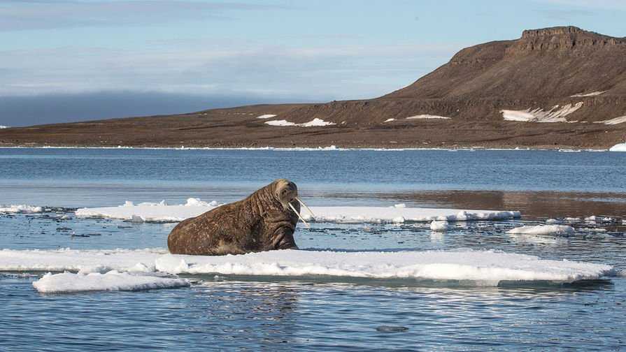 Большой арктический заповедник: где находится и что охраняет