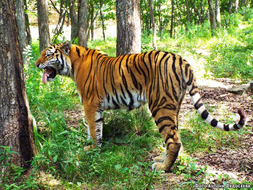 Национальные парки тигры