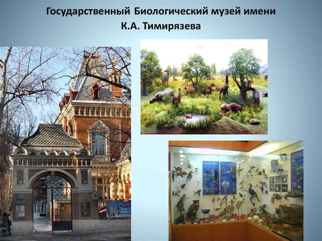 Государственный биологический музей им. к.а. тимирязева, время работы, как добраться
