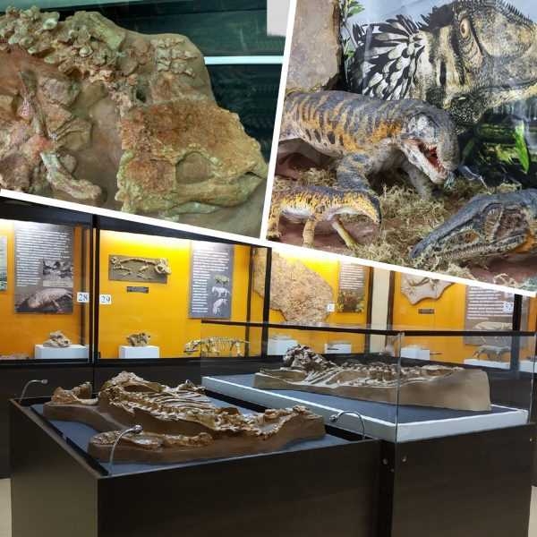 Палеонтологический музей имени ю. а. орлова