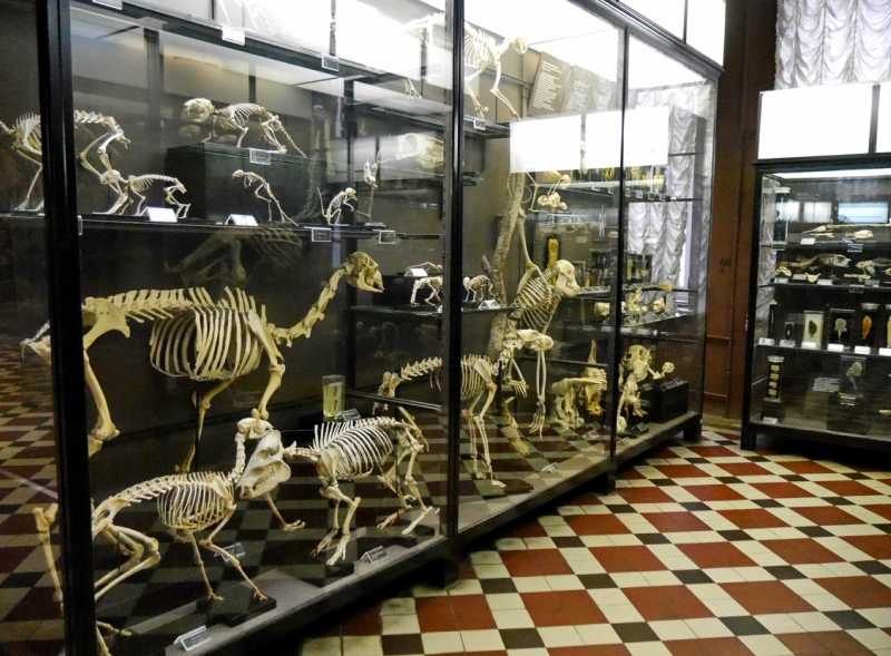 Зоологический музей мгу на большой никитской: история, экспозиции, стоимость билетов, режим работы, отзывы