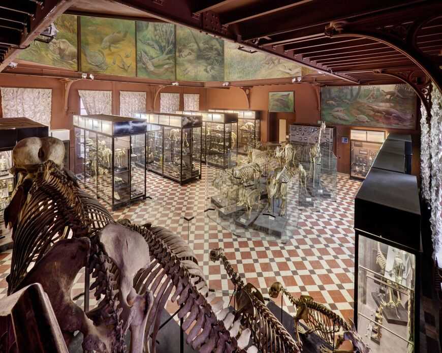 Зоологический музей в москве: история создания, смотровые залы, проводимые экскурсии