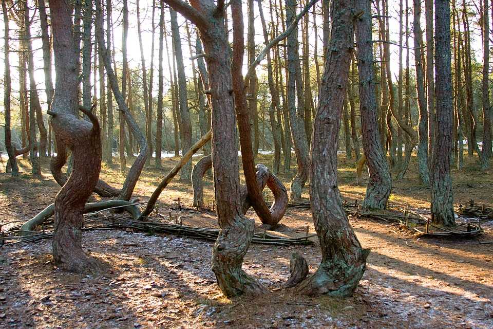 Страницабрянский лес
