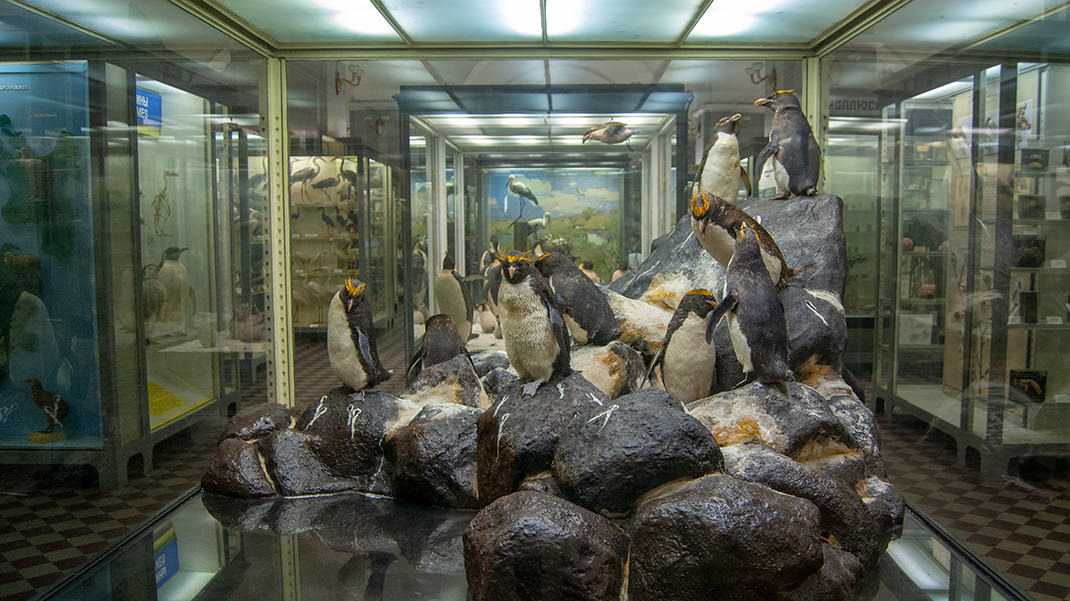 Фото зоологического музея мгу (25 фото)