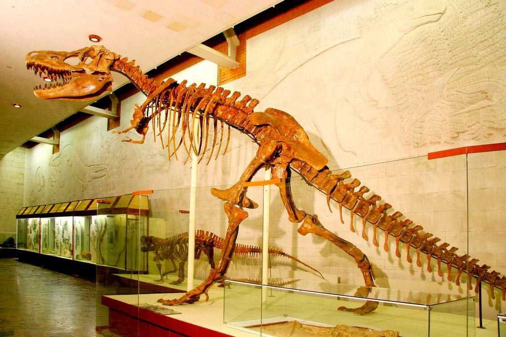 Палеонтологический музей в москве — подробная информация с фото