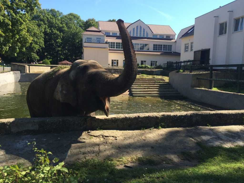 Калининградский зоопарк — официальный сайт | зоопарк в калининграде