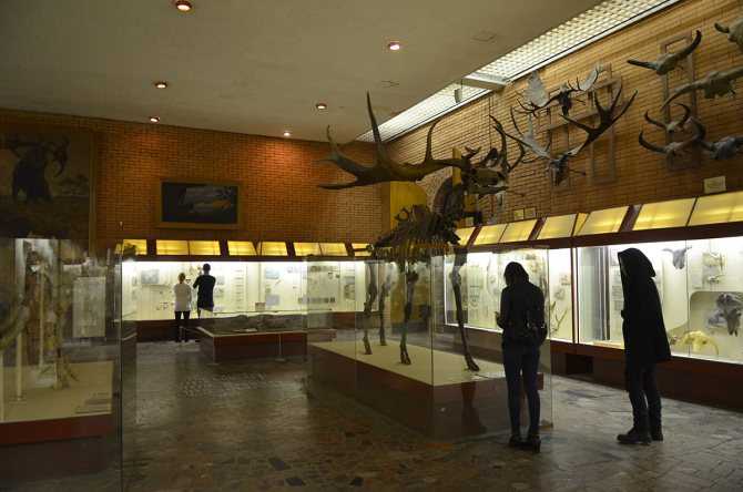 Палеонтологический музей москвы – эра динозавров
