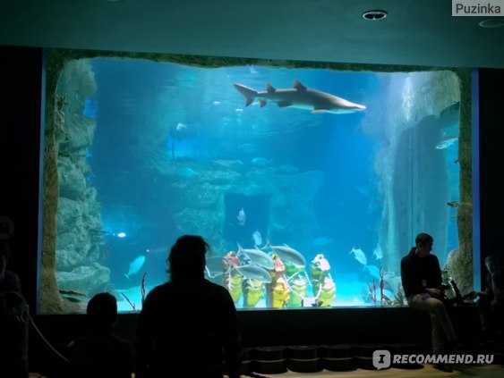 Океанариум РИО – это первый и самый большой океанариум в Москве открытый 28 октября 2011 Здесь можно увидеть представителей флоры и фауны со всех уголков мира – рыб и земноводных, рептилий и млекопитающих, птиц и пресмыкающихся Океанариум разместился в То