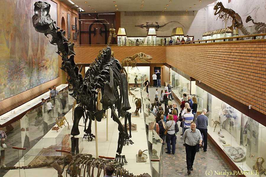 Палеонтологический музей имени орлова: история, экспонаты, экскурсии для детей