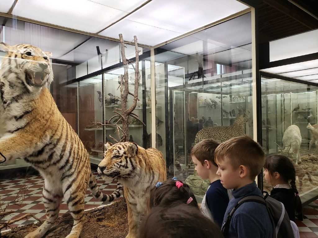 Московский зоологический музеи – от момента образования до наших дней: обзор +видео