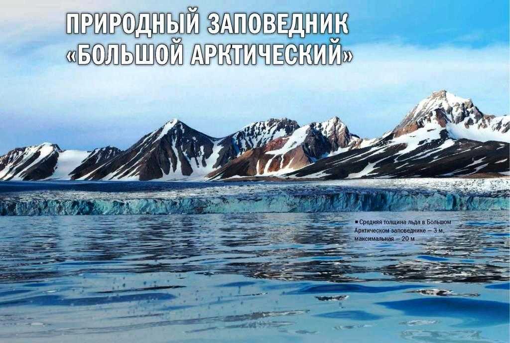 Растительный мир заповедника «большой арктический»