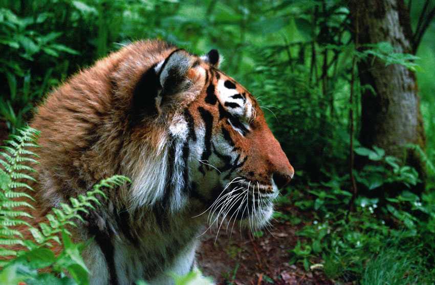 Национальный парк «зов тигра»