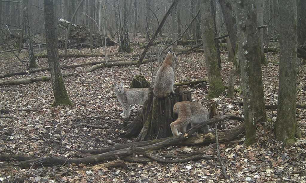 Заповедник брянский лес — подробная информация с фото