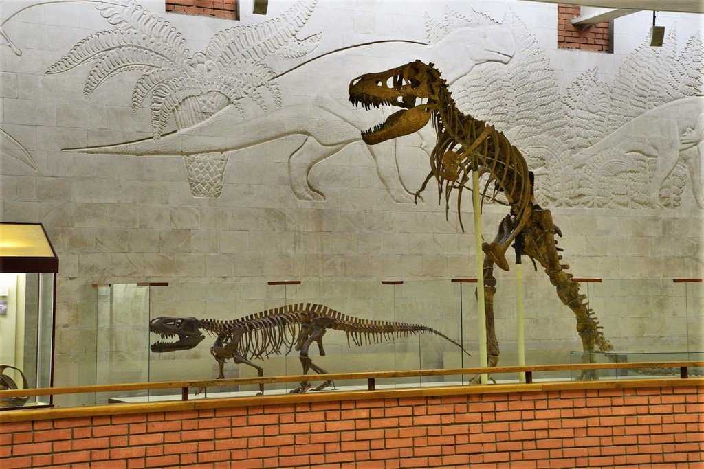 Фоторепортаж палеонтологический музей москвы