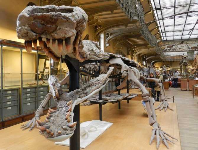 Палеонтологический музей в москве – отзыв, фото и видео