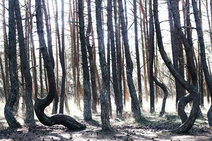 Танцующий лес: координаты и фото, что посмотреть и где находится танцующий лес