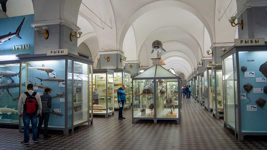 Мгу, зоологический музей: символ, экспозиция, экскурсия, отзывы :: syl.ru