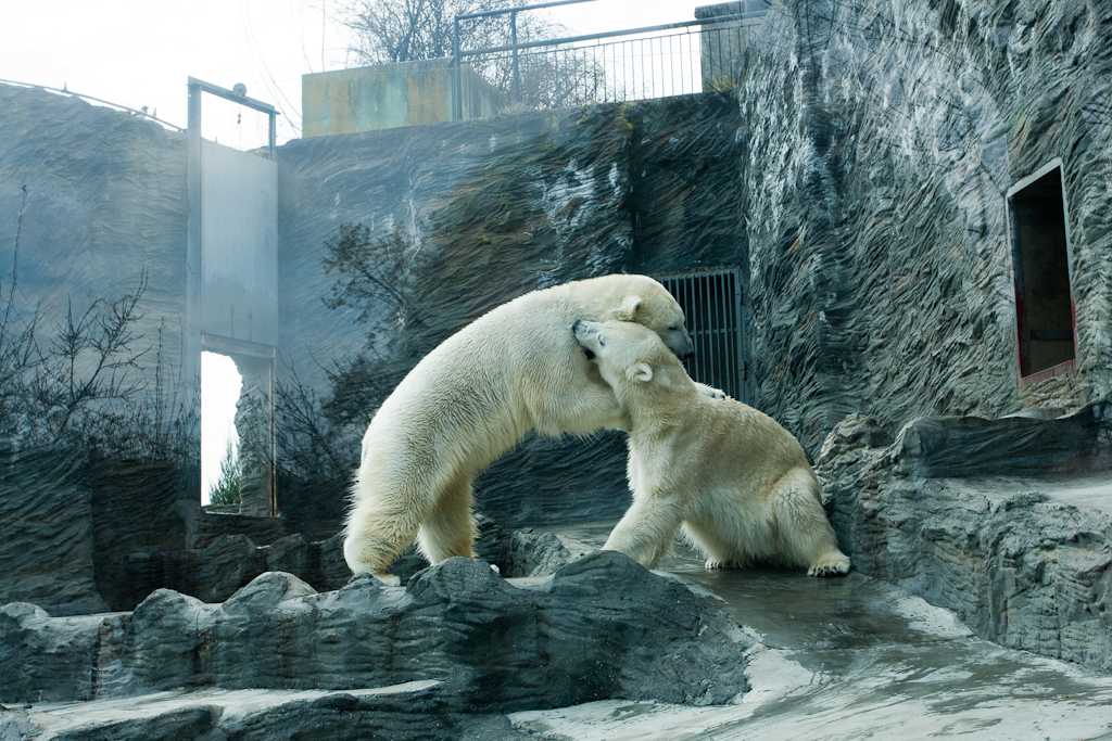 Фото Московского зоопарка в Москве, Россия Большая галерея качественных и красивых фотографий Московского зоопарка, которые Вы можете смотреть на нашем сайте