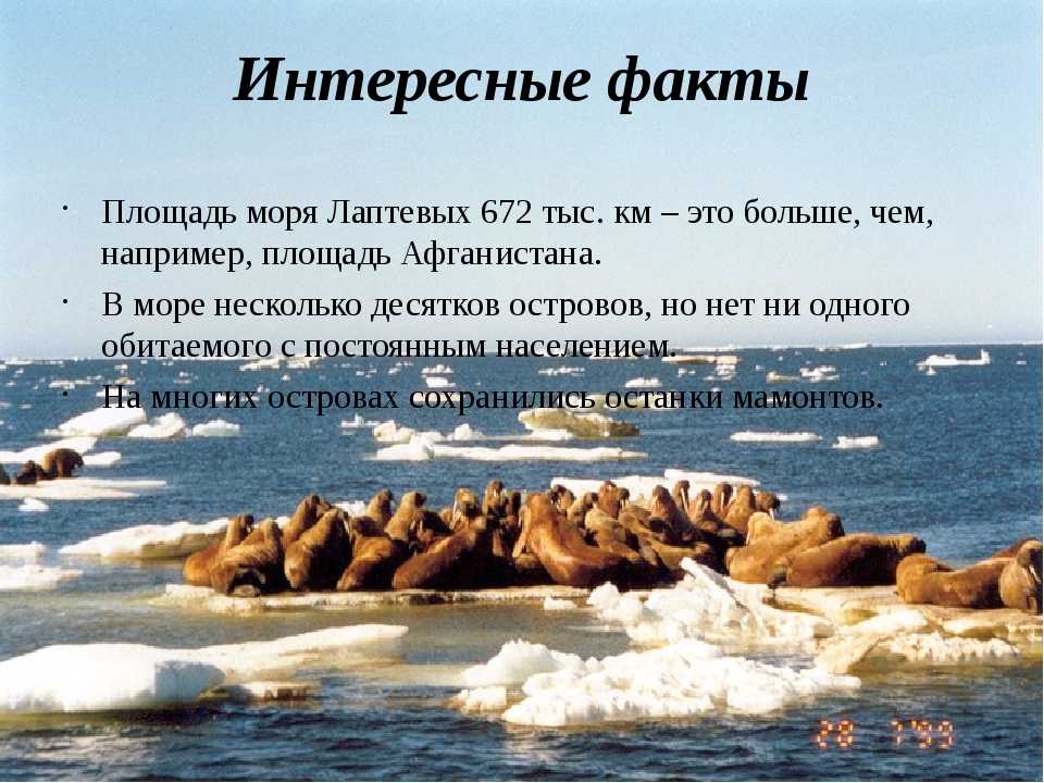 Моря и океаны, омывающие берега россии - список, описание и карта